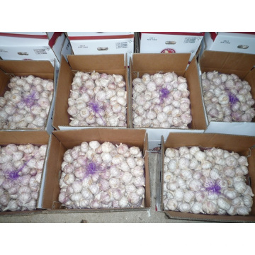 UAE Mercado Hot Sales 2016 Colheita Alho Branco Fresco